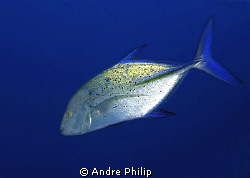 bluefin trevally by Andre Philip 